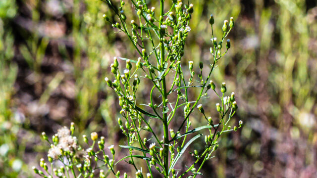 Erigeron canadensis Horseweed, Erigeron canadensis