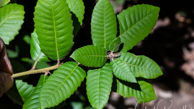 Notholithocarpus densiflorus Tanoak, Notholithocarpus densiflorus