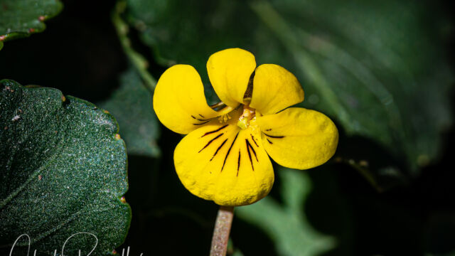 Viola sempervirens Redwood violet, Viola sempervirens