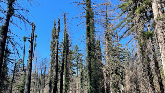 Burned redwood trees at the parking area Burned redwood trees at the parking area