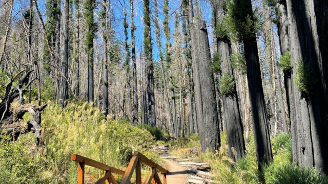 Dool trail, rebuilt bridge and redwoods Dool trail, rebuilt bridge and redwoods