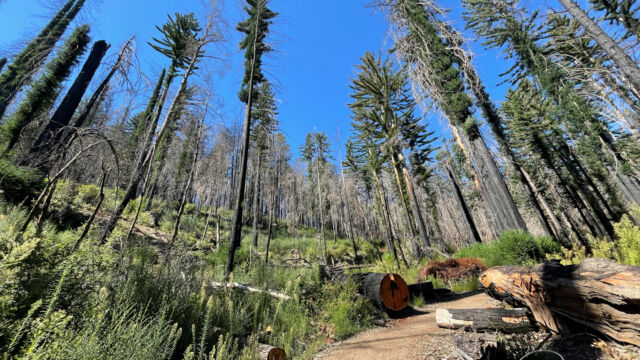 Recovering redwoods on the Dool trail The fire opened up the ground level, lots of Erigeron and Epilobium has take over