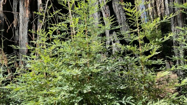 Sequoia sempervirens. Resprouting from base Coast redwood, Sequoia sempervirens