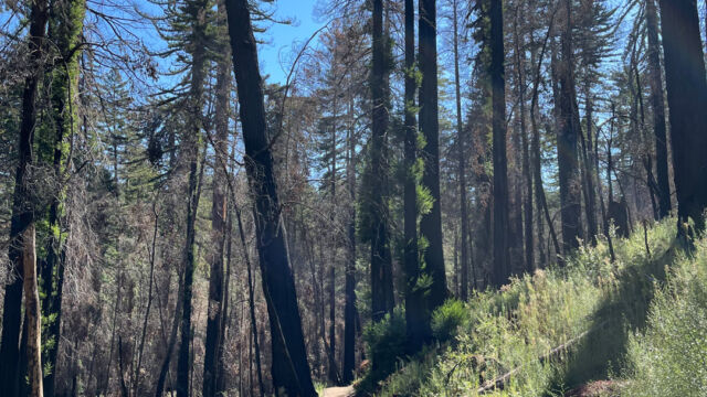 Dool trail, recovering redwoods and lots of Erigeron in the understory Dool trail, recovering redwoods and lots of Erigeron in the understory
