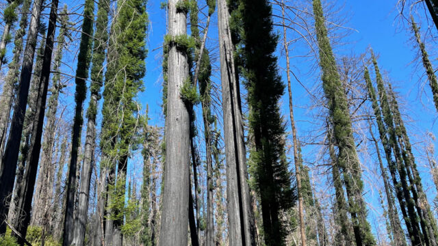 Coast redwood Sequoia sempervirens, recovering from the burn Coast redwood, Sequoia sempervirens, recovering from the burn