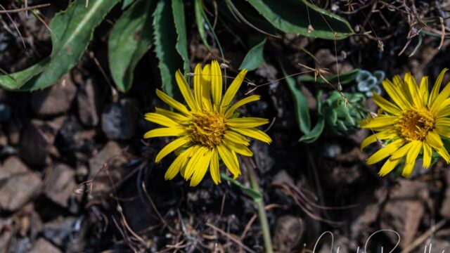 Alpine flames, Pyrrocoma apargioides Alpine flames