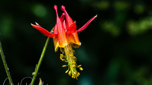 Western columbine Western columbine, Aquilegia formosa