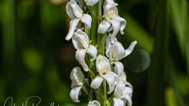 Platanthera dilatata var. leucostachys Sierra bog orchid, Platanthera dilatata var. leucostachys
