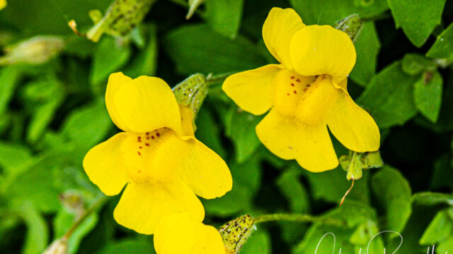 Erythranthe tilingii Tiling's monkeyflower, Erythranthe tilingii