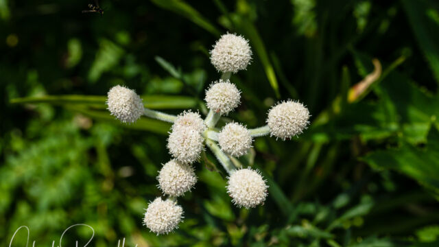Angelica capitellata Ranger's buttons, Angelica capitellata