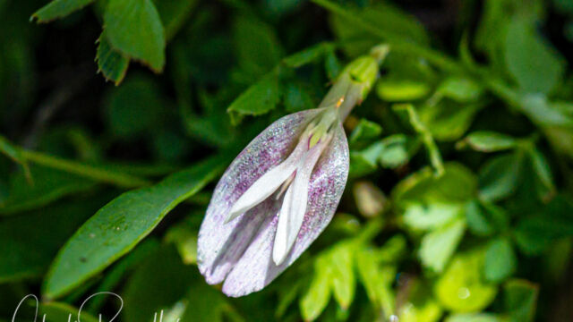 Trifolium monanthum Mountain carpet clover, Trifolium monanthum
