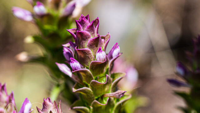 Orthocarpus cuspidatus ssp. copelandii Copeland's owl's clover, Orthocarpus cuspidatus ssp. copelandii
