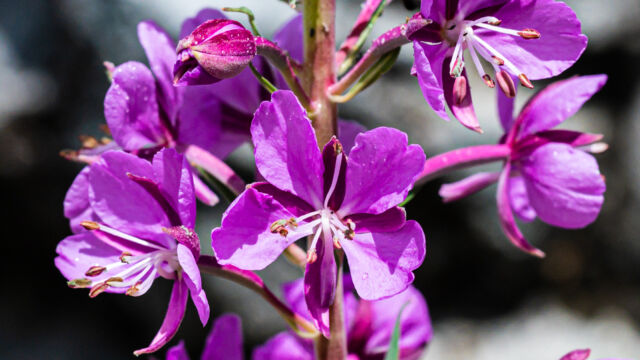 Fireweed Fireweed, Chamerion angustifolium ssp. circumvagum