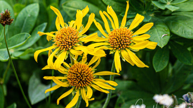 Hymenoxys hoopesii Owl's claws, Hymenoxys hoopesii