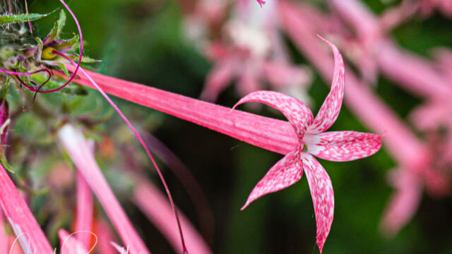 Narrow tube ipomopsis Narrow tube ipomopsis, Ipomopsis tenuituba
