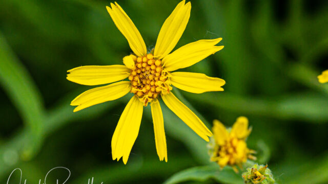 Arnica longifolia Spearleaf arnica, Arnica longifolia