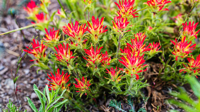 Castilleja applegatei ssp. pallida (var breweri) Wavy leaved indian paintbrush, Castilleja applegatei ssp. pallida (var breweri)