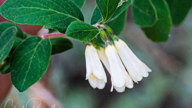 Symphoricarpos rotundifolius Roundleaf snowberry, Symphoricarpos rotundifolius