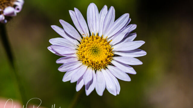 Erigeron glacialis var. glacialis Wandering fleabane, Erigeron glacialis var. glacialis