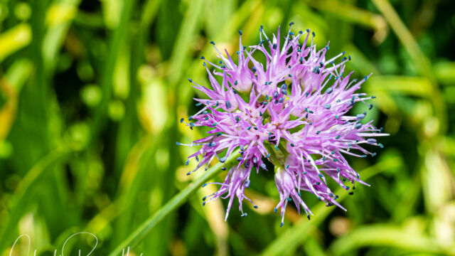 (aka Pacific onion), Allium validum Swamp onion (Pacific onion), Allium validum