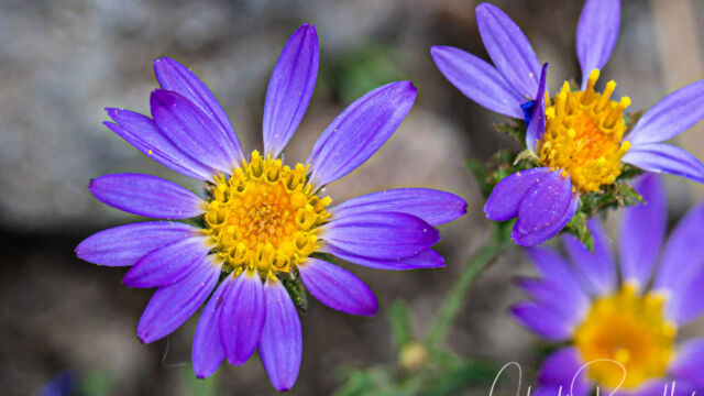 Dieteria canescens var. canescens Hoary aster, Dieteria canescens var. canescens