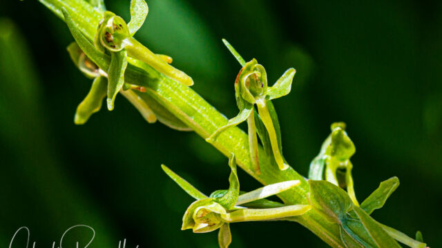 Platanthera sparsiflora Sparse flowered bog orchid, Platanthera sparsiflora