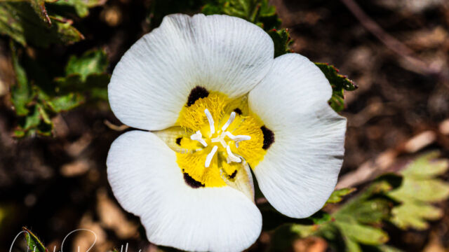 Leichtlin's mariposa lily Leichtlin's mariposa lily, Calochortus leichtlinii