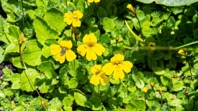 Erythranthe primuloides Primrose monkeyflower, Erythranthe primuloides