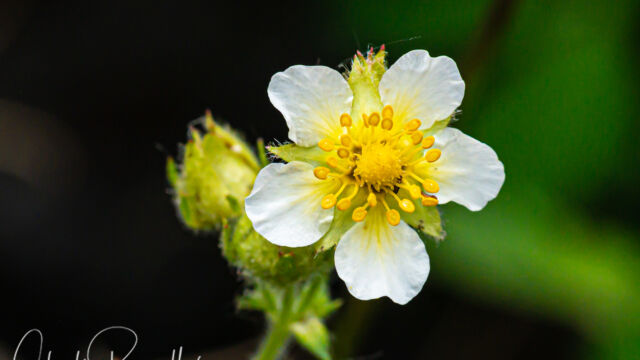 Drymocallis lactea var. lactea Sierran woodbeauty, Drymocallis lactea var. lactea
