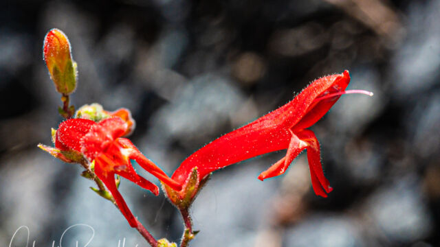 Penstemon rostriflorus Bridge's penstemon, Penstemon rostriflorus