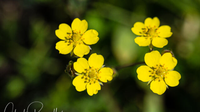 Potentilla gracilis Slender cinquefoil, Potentilla gracilis