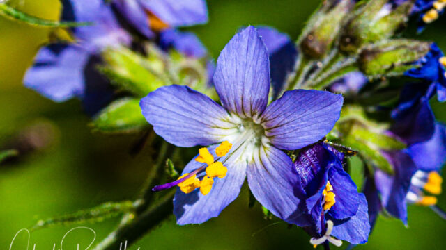 Western polemonium Western polemonium (aka Western sky pilot), Polemonium occidentale