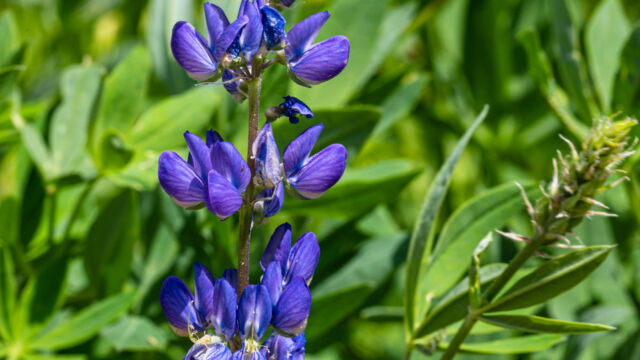 Lupinus polyphyllus var. burkei Meadow lupine, Lupinus polyphyllus var. burkei