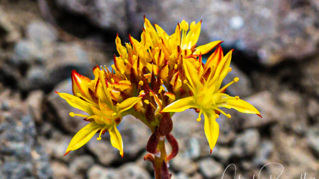 Sedum lanceolatum Spearleaf stonecrop, Sedum lanceolatum