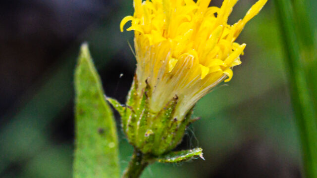Doellingeria breweri (formerly Eucephalus breweri) Brewer's aster, Doellingeria breweri (formerly Eucephalus breweri)