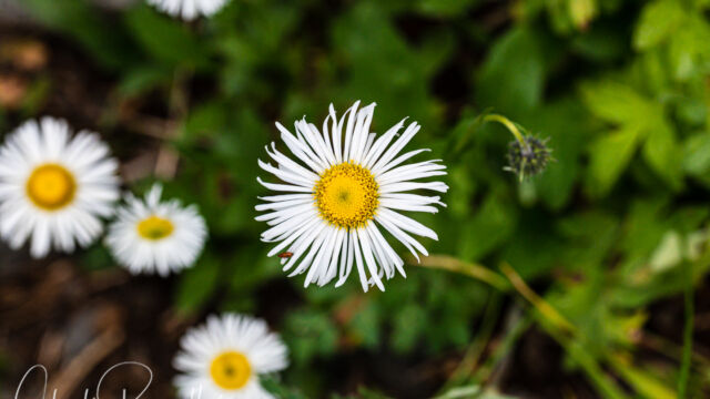Erigeron coulteri Coulter's fleabane, Erigeron coulteri