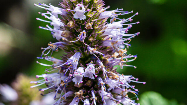 (aka Horse mint), Agastache urticifolia Nettleleaf giant hyssop (aka Horse mint), Agastache urticifolia