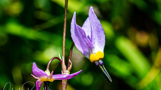 Primula tetrandra Alpine shooting star, Primula tetrandra