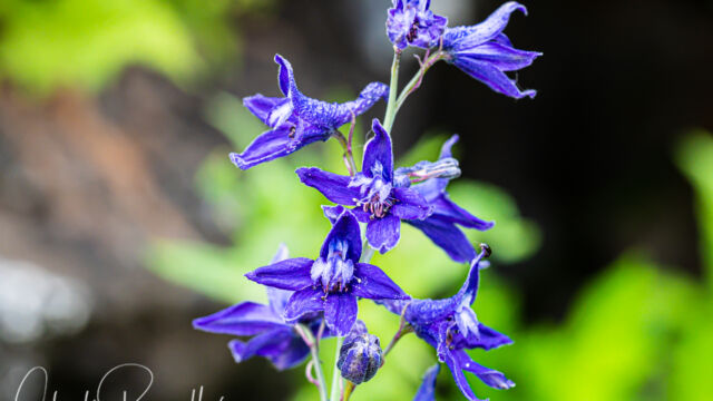 Delphinium glaucum Sierra larkspur, Delphinium glaucum