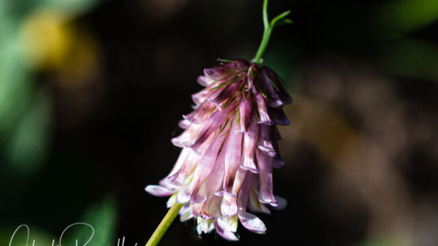 (aka Productive clover), Trifolium productum Shasta clover (aka Productive clover), Trifolium productum