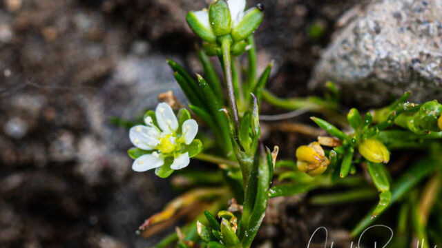 Sagina saginoides. The flower is about 4mm across. Alpine pearlwort, Sagina saginoides.