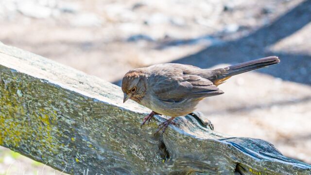 Melozone crissalis California Towhee, Melozone crissalis
