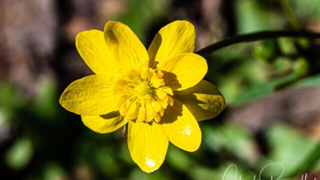 Ranunculus californicus California buttercup, Ranunculus californicus