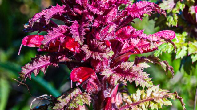 Warrior's plume Warrior's plume, Pedicularis densiflora