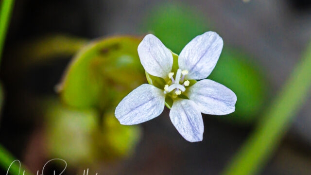 (aka Miner's lettuce), Claytonia perfoliata "Rooreh" is in Chochenyo, Ohlone languag Rooreh (aka Miner's lettuce), Claytonia perfoliata "Rooreh" is in Chochenyo, Ohlone languag