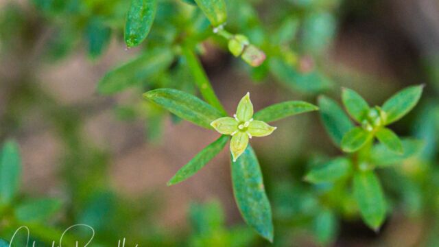 Galium porrigens. Flower is just 4mm or less. Climbing bedstraw, Galium porrigens. Flower is just 4mm or less.