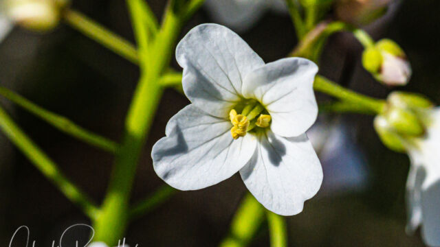 Cardamine californica Milkmaids, Cardamine californica