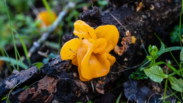 Golden ear Golden Ear, Naematelia aurantia