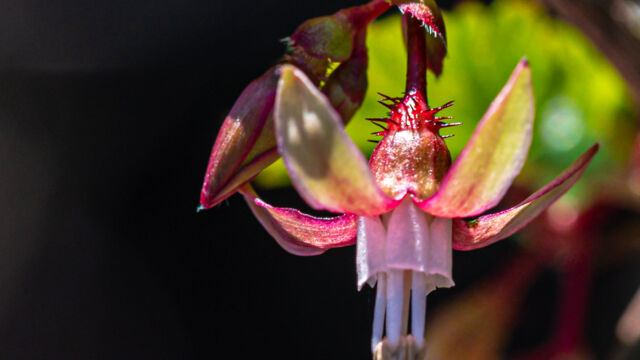 Ribes californicum var. californicum Hillside gooseberry, Ribes californicum var. californicum