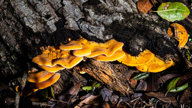 Phyllotopsis nidulans Stinking Orange Oyster, Phyllotopsis nidulans